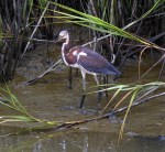 Tricolor Fishing in the Salt&nbsp;Marsh