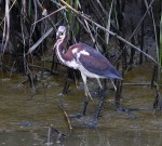 Tricolor Fishing in the Salt&nbsp;Marsh