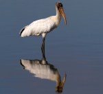 Wood Stork Action