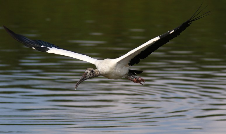 Wood Stork Action 