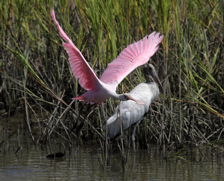 Wood Stork Action 