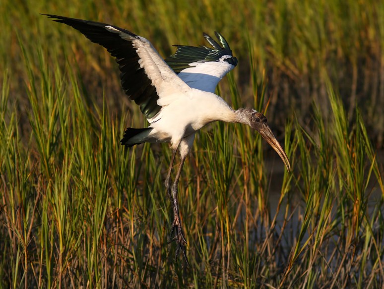 Wood Stork Drops In On Friends 