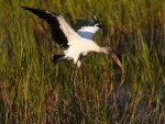 Wood Stork Drops In On&nbsp;Friends