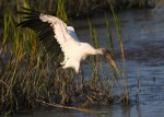 Wood Stork Drops In On&nbsp;Friends