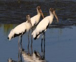 Wood Stork Drops In On&nbsp;Friends