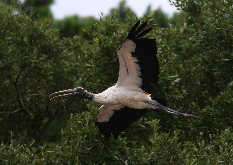 Wood Stork Leaving the Salt Marsh 