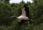 Wood Stork Leaving the Salt&nbsp;Marsh