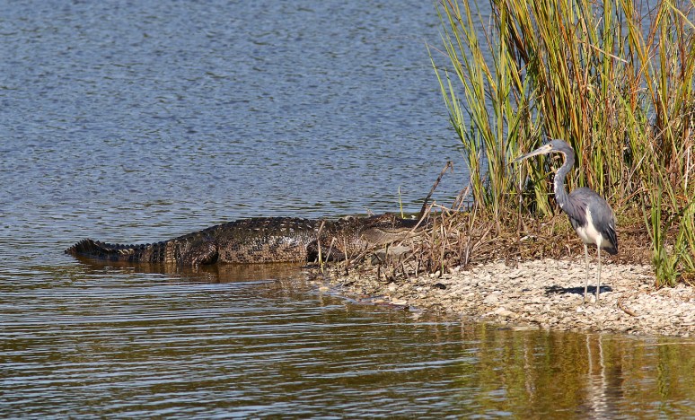 Alligator and Tricolor