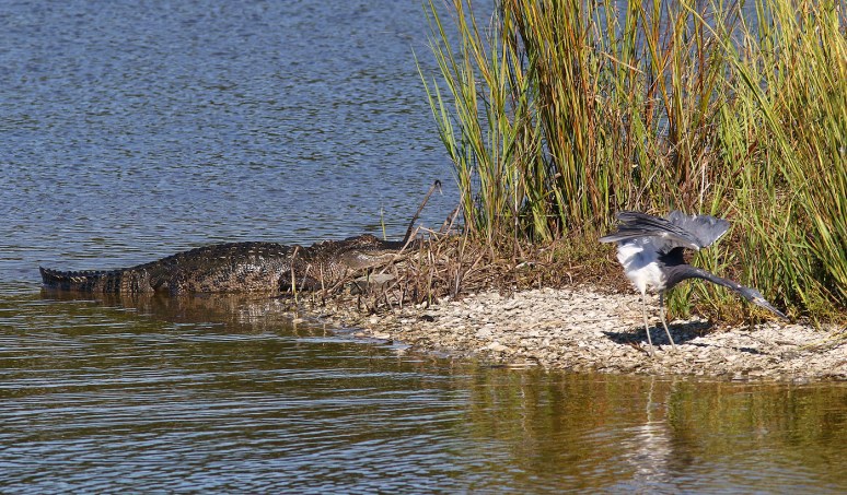 Alligator and Tricolor