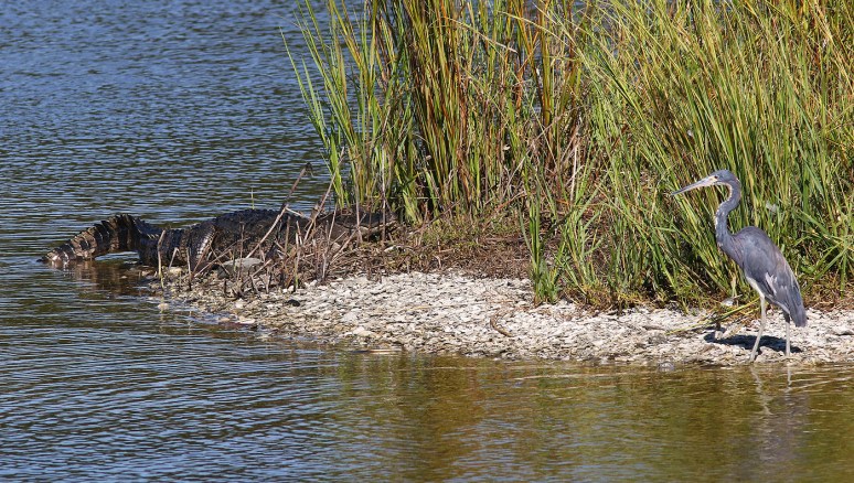 Alligator and Tricolor