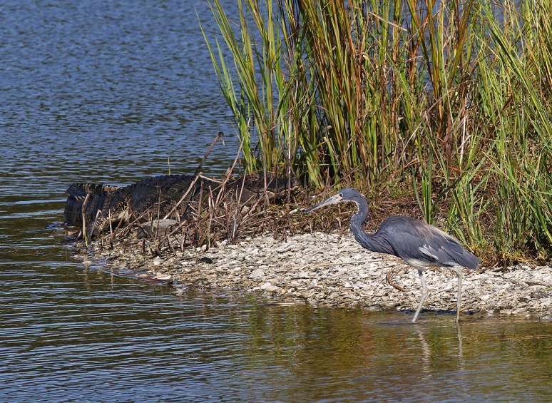 Alligator and Tricolor