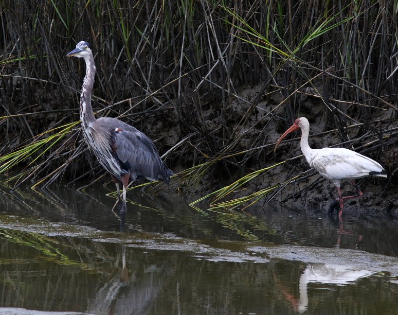 GBH and Ibis 
