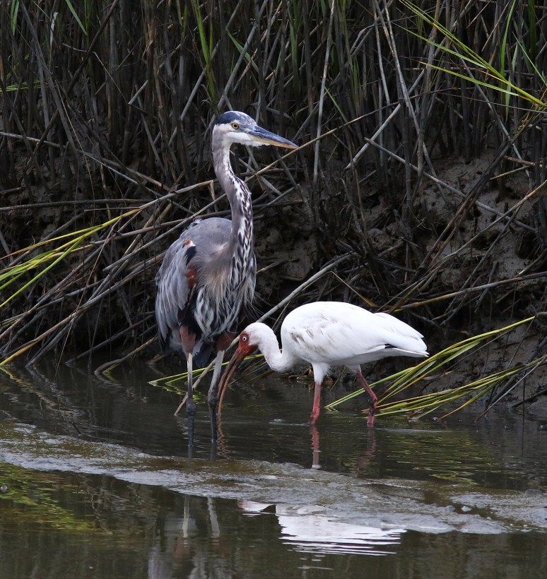 GBH and Ibis 