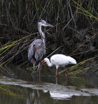 GBH and Ibis