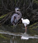 GBH and Ibis