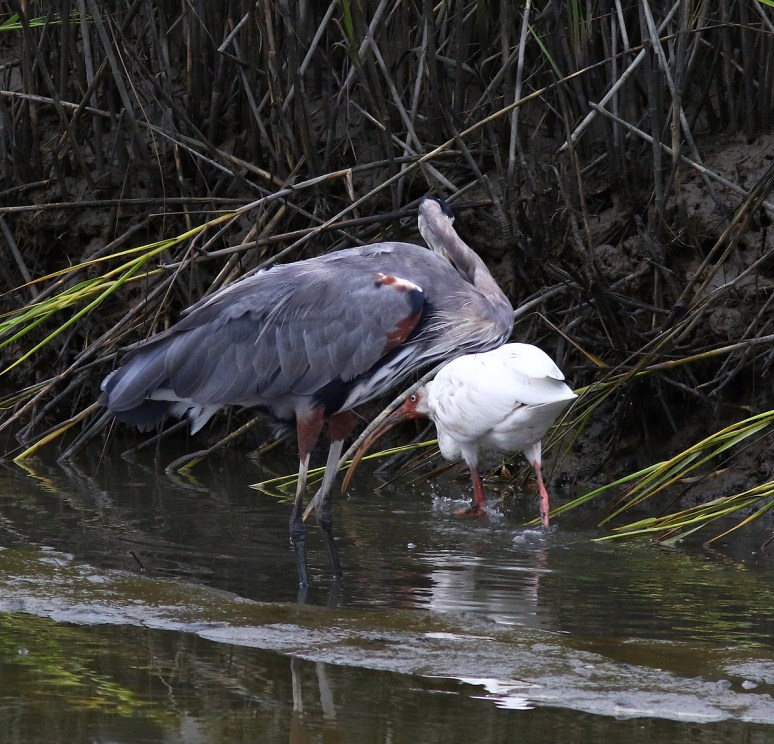 GBH and Ibis 