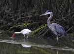 GBH and Ibis