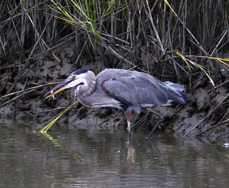 GBH Fishing With Wood Storks 