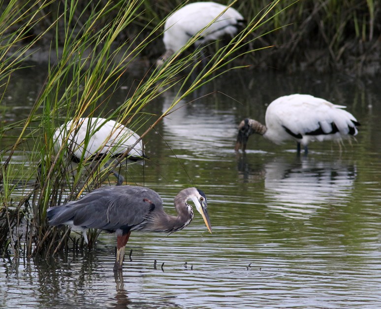 GBH Fishing With Wood Storks 