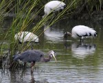 GBH Fishing With Wood&nbsp;Storks