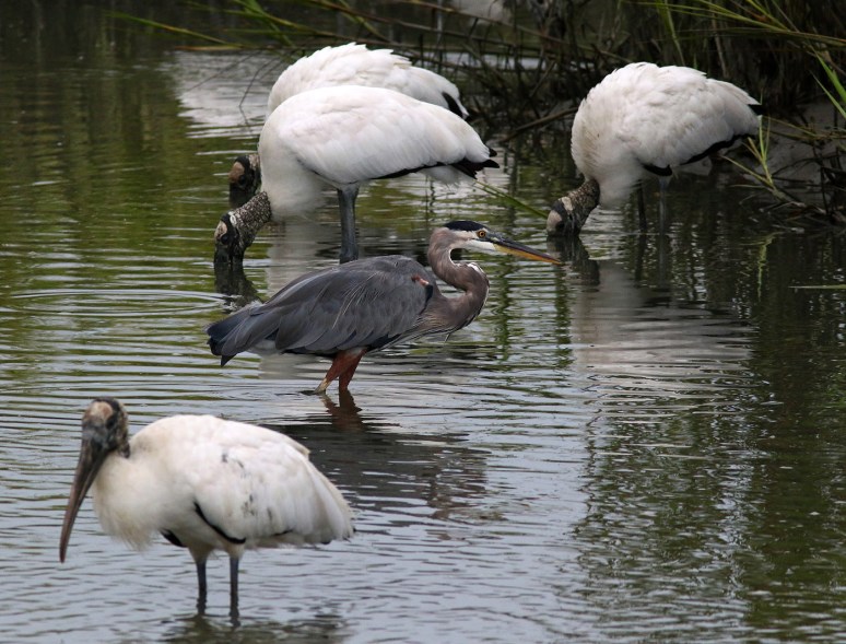 GBH Fishing With Wood Storks 