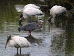 GBH Fishing With Wood&nbsp;Storks