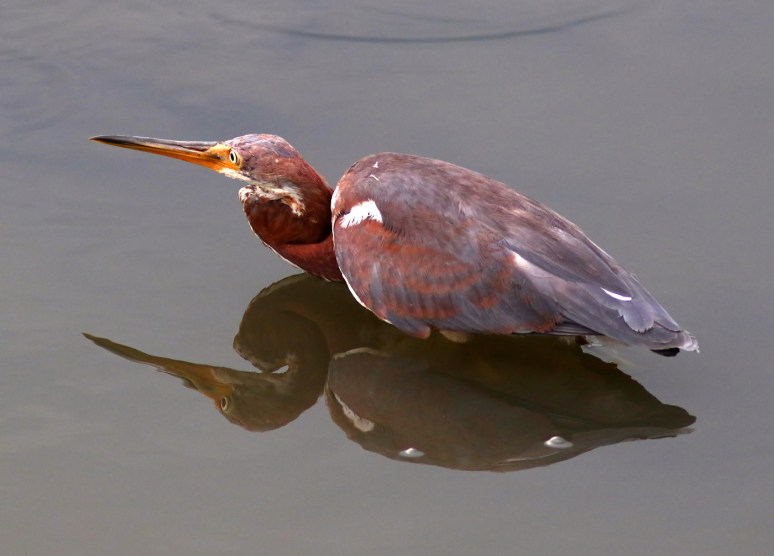Juvenile Tricolored Heron Fishing 