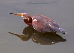 Juvenile Tricolored Heron&nbsp;Fishing