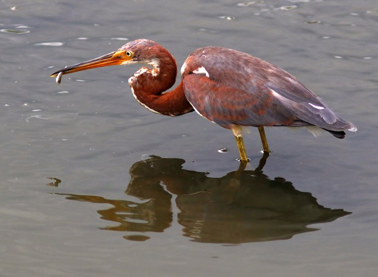 Juvenile Tricolored Heron Fishing 