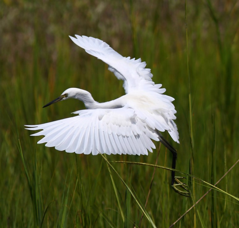 Little Blue Heron Juvenile