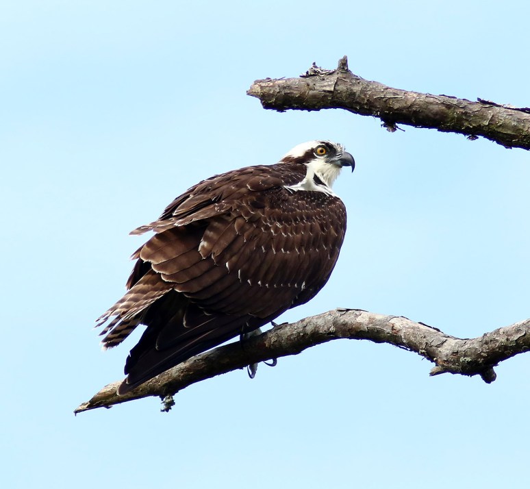 Osprey In Dead Tree 