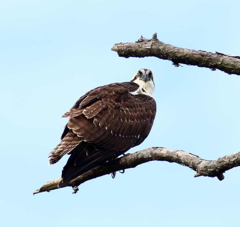 Osprey In Dead Tree 