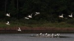 White Pelicans Arrive and&nbsp;Arrive