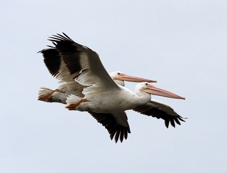 White Pelicans Arrive and Arrive