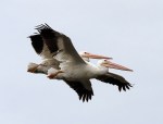 White Pelicans Arrive and&nbsp;Arrive