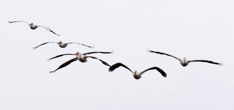 White Pelicans Arrive and Arrive
