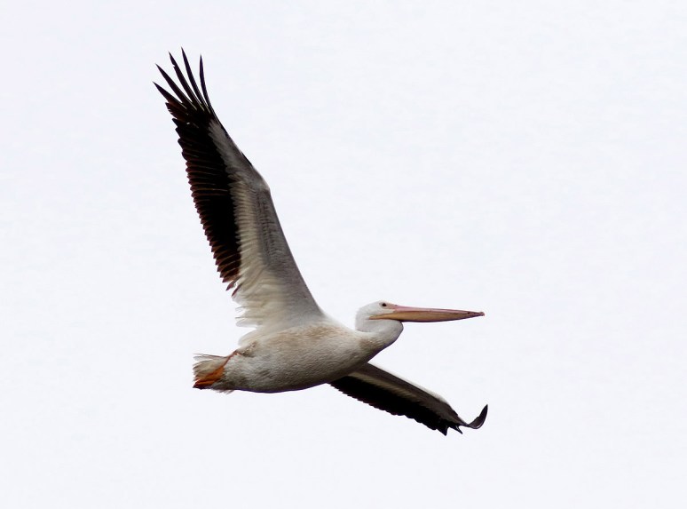 White Pelicans Arrive and Arrive