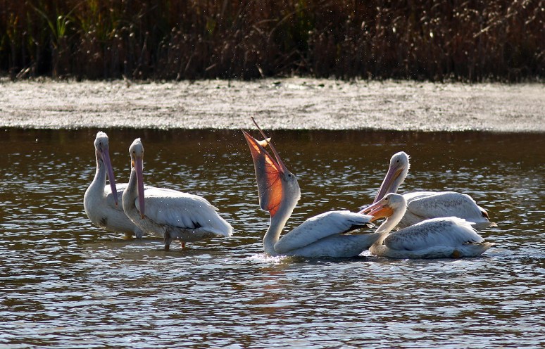 White Pelicans Feeding
