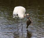 Woody Loves Flounder