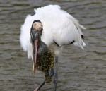 Woody Loves Flounder