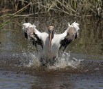 Bath Day in the Salt&nbsp;Marsh