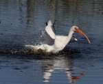 Bath Day in the Salt&nbsp;Marsh