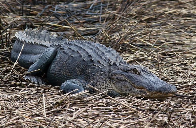 Big Bubba Lumbers Up Out Of The Salt Marsh 