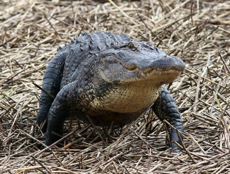 Big Bubba Lumbers Up Out Of The Salt Marsh 