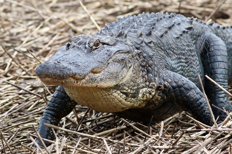 Big Bubba Lumbers Up Out Of The Salt Marsh 