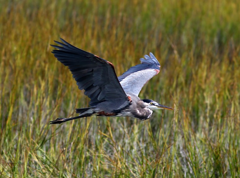 Blue Heron Flies Across the Salt Marsh 