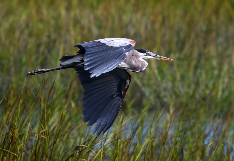 Blue Heron Flies Across the Salt Marsh 