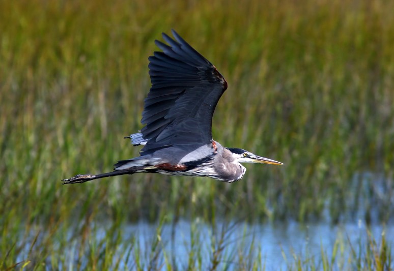 Blue Heron Flies Across the Salt Marsh 