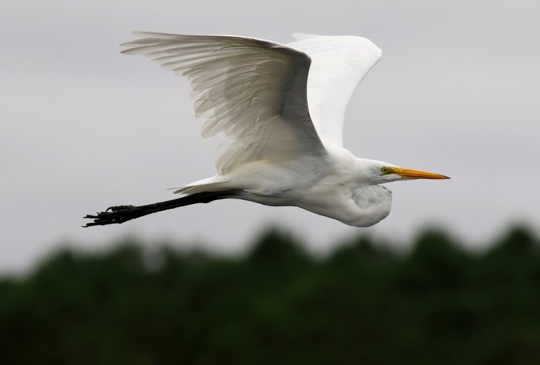 Egrets Active After the Storm 