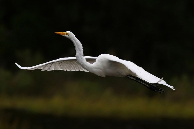 Egrets Active After the Storm 